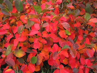 Fothergilla gardenii